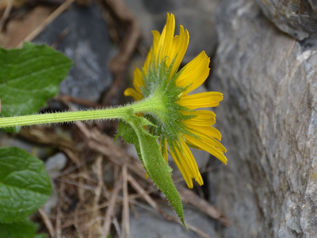 Doronicum grandiflorum